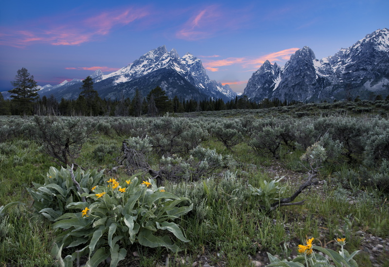trees, Grand Tetons, Grand Teton National Park, scenics, mountain Peak, landscape, mountain, Nikon D800E, Photoshop, nature, Flowers  trees, outdoors, Art