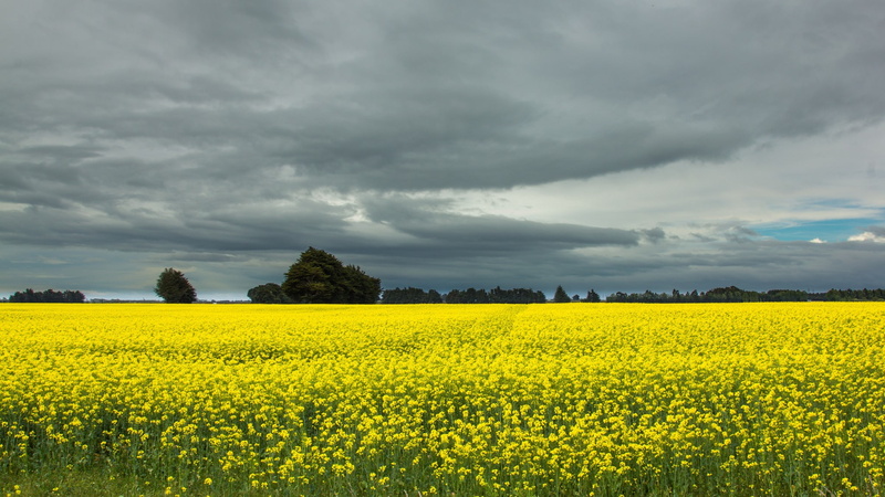 new, 1080P, clouds, trees, zealand, rape, sky, field, gray, New Zealand