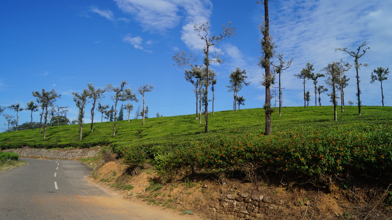 green, india, the way forward, non-urban scene, landscape, 5K, environment, tranquil scene, tranquility, path, tree, beauty in nature, cloud - sky, road