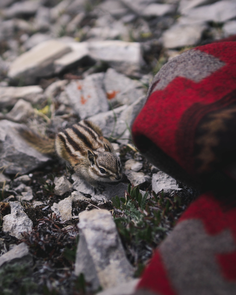 portrait, day, gray, pottery, closeup, no people, potted plant, animal themes, 4K, one animal, outdoors, plant, chipmunk, fur, stone, mammal, solid, rock - object