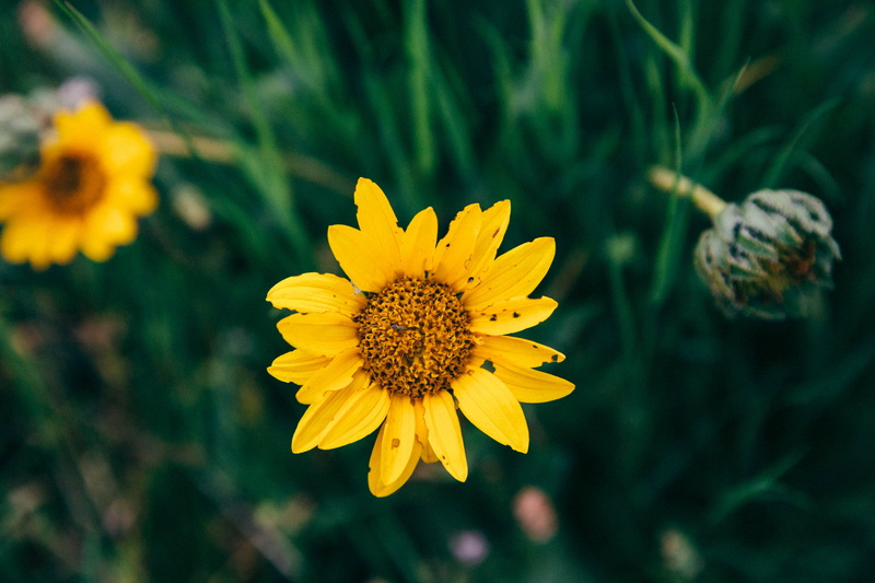animal wildlife, 5K, flower, focus on foreground, united states, flowering plant, growth, plant, grass, nature, yellow, outdoors, fragility, sunflower