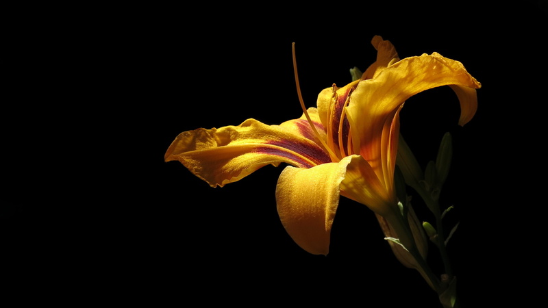 flower head, fragility, vulnerability, pollen, edible flowers, inflorescence, beauty in nature, sepal, yellow, yellow orange, indoors, 2K, plant, black background