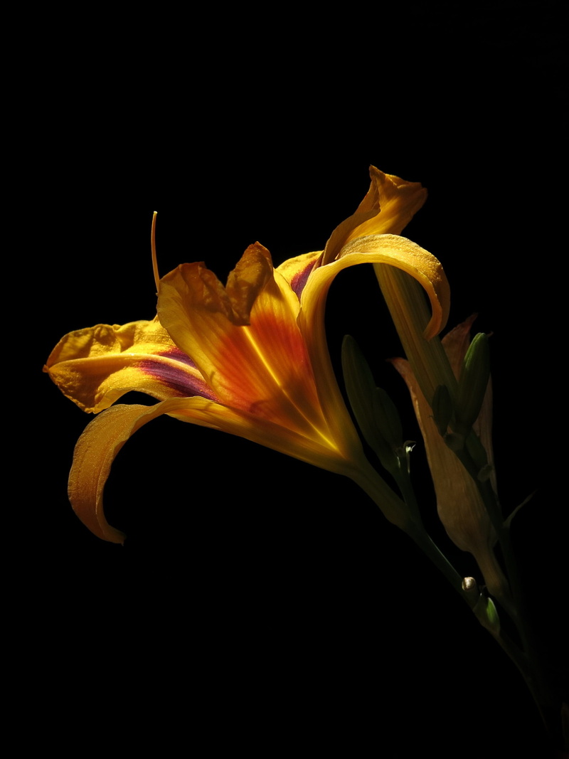 plant, 2K, beauty in nature, inflorescence, bright, yellow orange, close-up, freshness, flower, fragility, hemerocallis bonanza, garden, edible plant