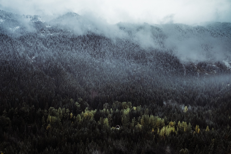 coniferous tree, scenics - nature, woodland, growth, non-urban scene, pine woodland, scenery, cloud - sky, travel, day, tree, nature, no people, voyage