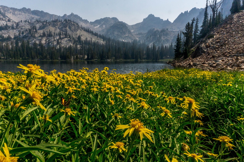 adventure, yellowflowers, trees, non-urban scene, mountain range, plant, wildflowers, nature, tranquil scene, no people, flowering plant, land, growth