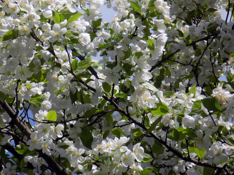 bunch of flowers, flowering plant, beauty in nature, white color, nature, 5K, freshness, spring, flower head, united states, full frame, cherry blossom