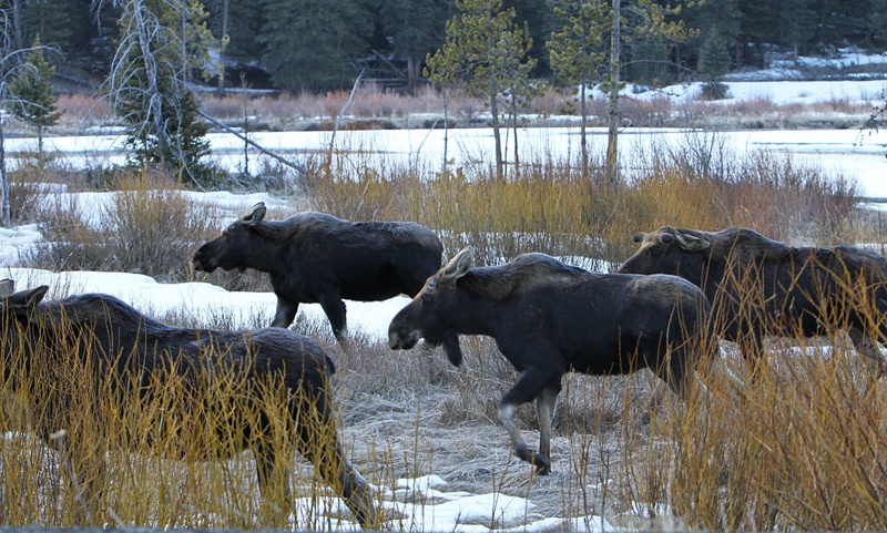 plant, bull moose, winter, yellowstone national park, livestock, vertebrate, lake, foraging, animal themes, herd, nature, outdoors, pets, group of animals