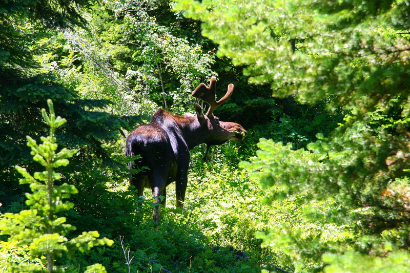 2K, herbivorous, wyoming, Moose, pets, no people, animal wildlife, moose, Wyoming, one animal, domestic, nature, animal, day, animals in the wild, domestic animals