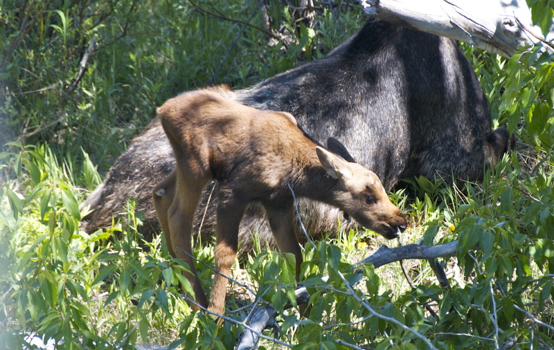 calf, mammal, tree, animals in the wild, domestic animals, day, grand teton national park, mother, no people, Wyoming, one animal, outdoors, Moose, mammals