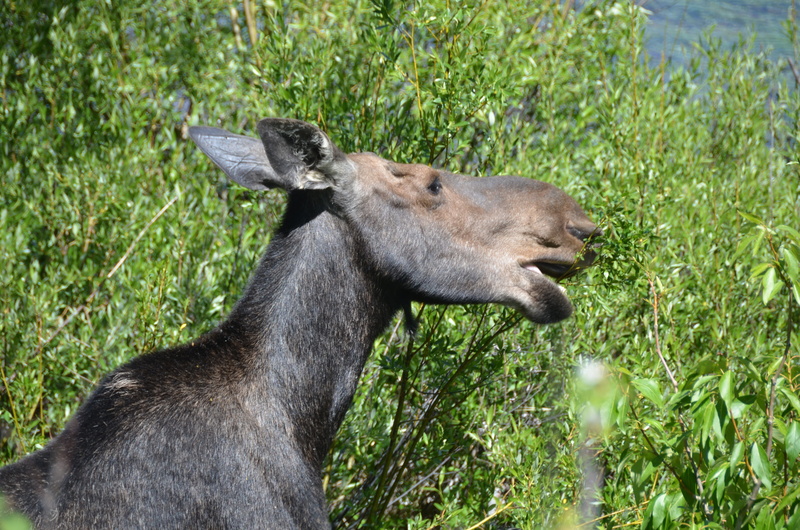 field, Moose, animal, herbivorous, grass, profile view, foliage, domestic animals, day, Feeding, one animal, outdoors, animal head, 4K, grand teton, Wyoming