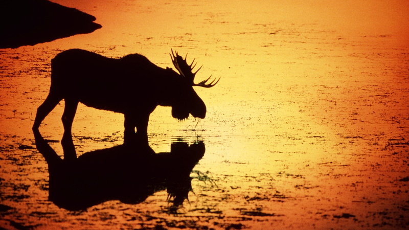 1080P, wyoming, rivers, moose, sunset, deer, silhouettes, water