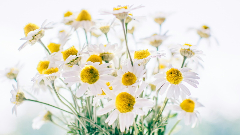 plant, meadow, chamaemelum nobile, pollen, floristry, close-up, spring, flower arrangement, selective focus, flowering plant, vulnerability, outdoors, fragility