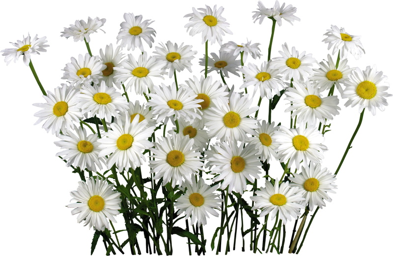 isolated, bouquets, no People, season, daisy, beauty In Nature, leaf, flower, blossom, marguerite, petal, inflorescence, daisy Family, white, growth, backgrounds