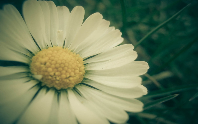 flower, 1080P, color Image, season, pollen, growth, daisy Family, botany, fragility, no People, petal, meadow, close-up, beauty In Nature, plant, white