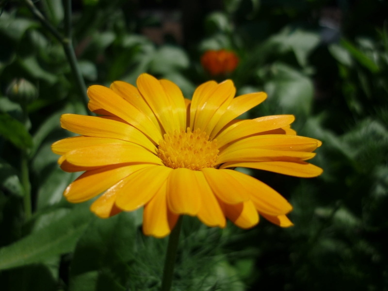botany, single Flower, freshness, blossom, plant, petals, backgrounds, focus on foreground, gazania, leaf, flower Head, meadow, yellow, springtime, gerbera Daisy