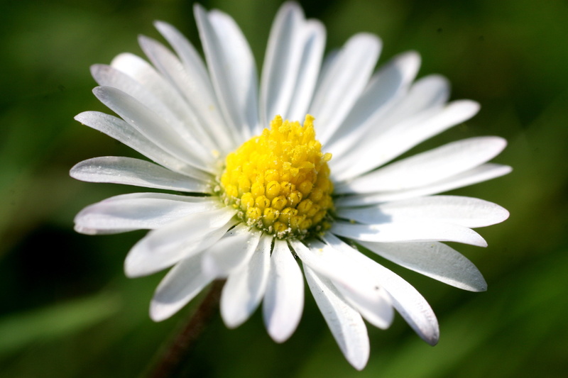 single Flower, freshness, 2K, daisy Family, outdoors, flowering plant, daisy, flower Head, vibrant Color, formal Garden, plant, blossom, no People, flowers