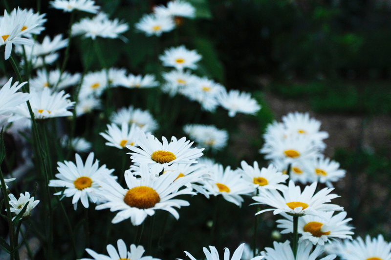no People, summer, daisies, vulnerability, flower Head, white color, fragility, 5K, day, plant, softness, inflorescence, nature, field, green Color, springtime
