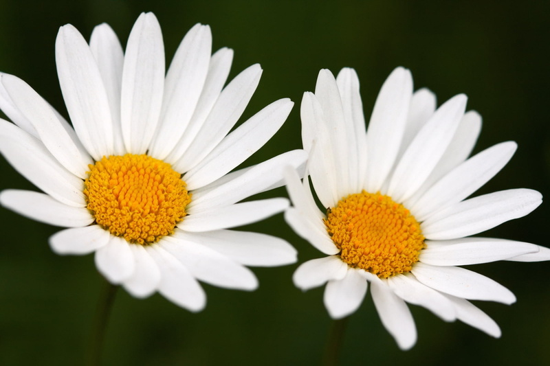 beauty In Nature, color Image, daisy, white color, growth, flower Head, leaf, 720P, flower, macro, white, formal Garden, two, green Color, botany, chamomile