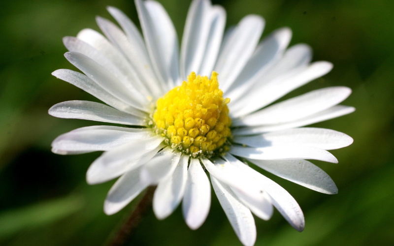 growth, yellow, flowering plant, nature, daisy Family, focus on foreground, close-up, plant, pollen, inflorescence, single Flower, light, no People, white color
