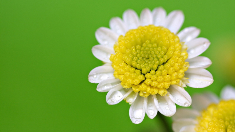 white, daisies, chamomile, beauty, fragility, formal Garden, green Color, meadow, petal, single Flower, blossom, marguerite, grass, pollen, clean, macro
