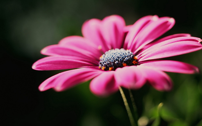 petals, stem, formal Garden, summer, beauty, photography, petal, daytime, pink, season, selective, vibrant Color, flower Head, black background, vulnerability