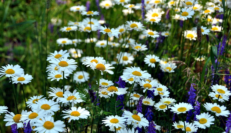 fragility, white, petaled, season, grass, macro, chamomile Plant, outdoors, flowers, growth, sunlight, day, marguerite, blue, vibrant Color, springtime