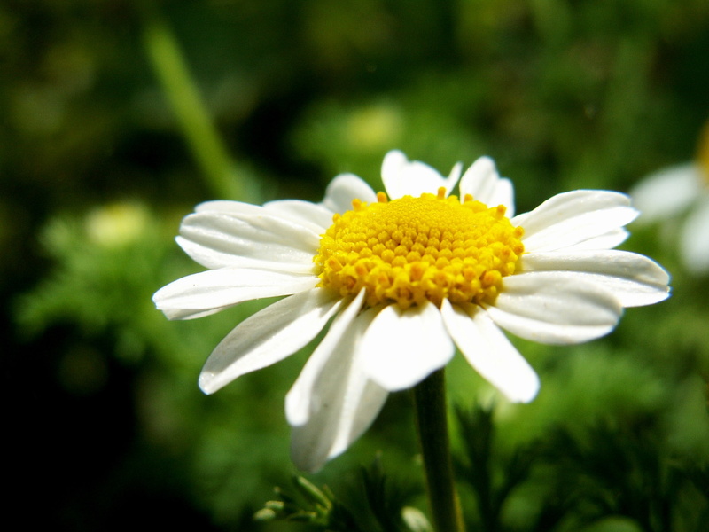 sunlight, flower, vulnerability, outdoors, flowering plant, white color, freshness, flower Head, white, grass, field, flowers, 1080P, leaf, chamomile