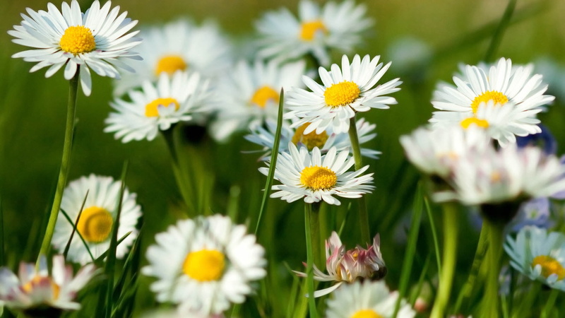 pollen, white color, chamomile, daisies, meadow, season, selective focus, backgrounds, flowering plant, petals, chamomile Plant, flower, marguerite, herb