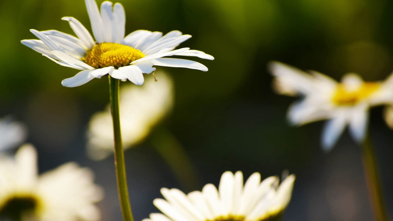 blossom, backgrounds, chamomile, field, petal, inflorescence, focus on foreground, macro, beauty In Nature, plant, freshness, vulnerability, flowerbed