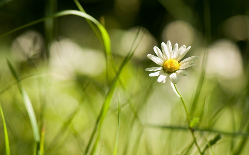plant, single Flower, formal Garden, blossom, macro, 1080P, yellow, herb, flower Head, focus on foreground, vibrant Color, nature, flower, focus, wildflower