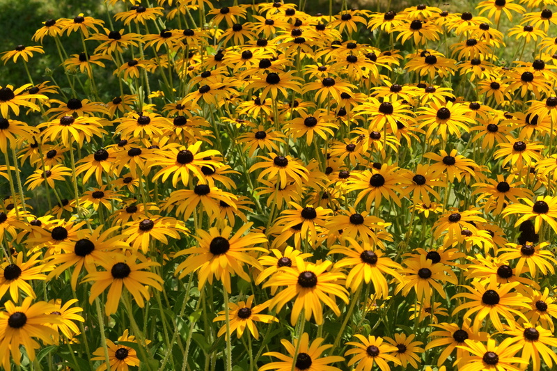 4K, daisy family, asteraceae, shining coneflower, vulnerability, outdoors, garden, full frame, plant, flower shrub, pollen, freshness, flowers, flowering plant