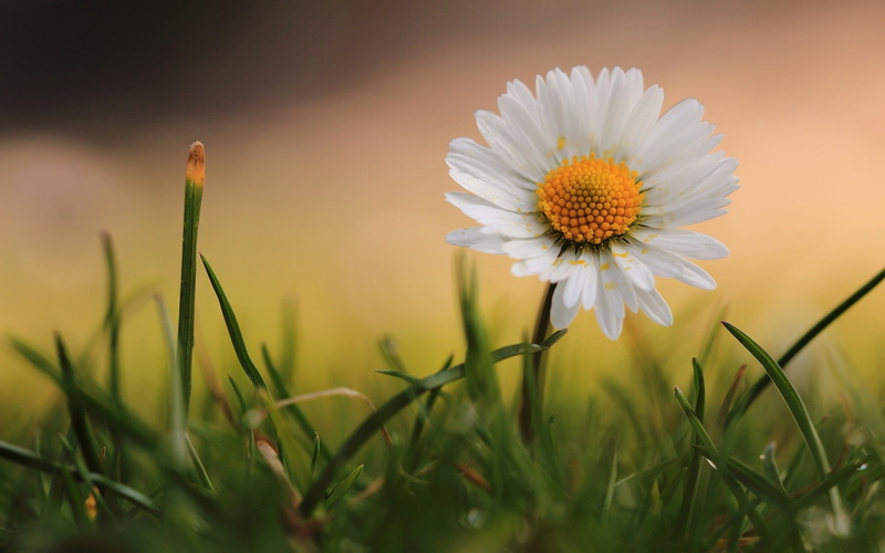 yellow, wildflower, summer, macro, bright, inflorescence, fragility, outdoors, backgrounds, environment, pollen, selective focus, white, land, petal, vibrant Color