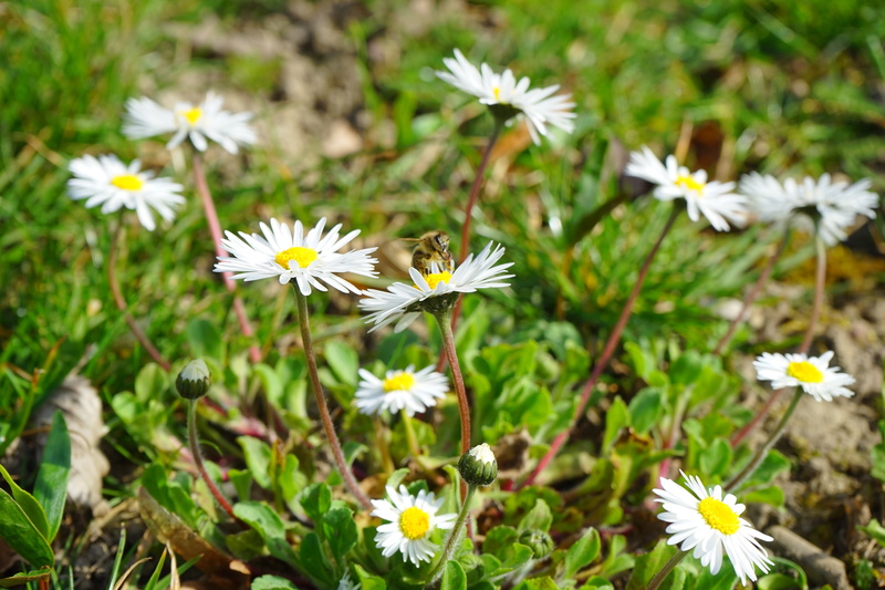 daisy, growth, nature, white, freshness, composites, 5K, vulnerability, plant, land, fragility, lawn flower, bloom, no people, tausendschön, green, pollen