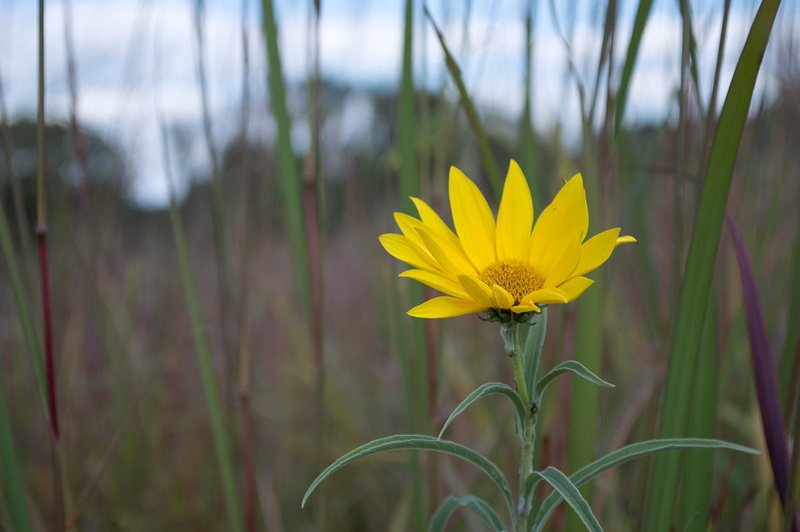 fragility, plant, beauty in nature, day, close-up, field, wildflower, daisy family, land, petal, freshness, blade of grass, macro photography, yellow, pollen