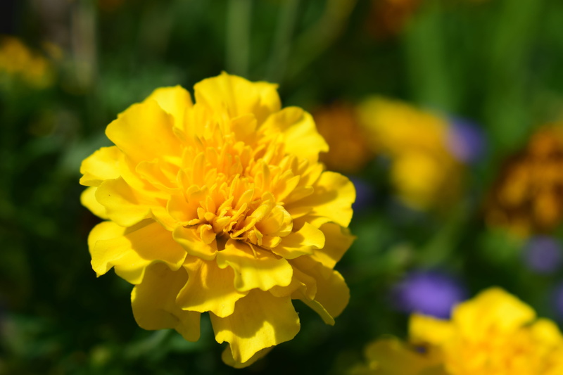 yellow flower, lantana, petal, day, herb, annual plant, plant, focus on foreground, fragility, park, vulnerability, flower, garden flowers, flora, inflorescence