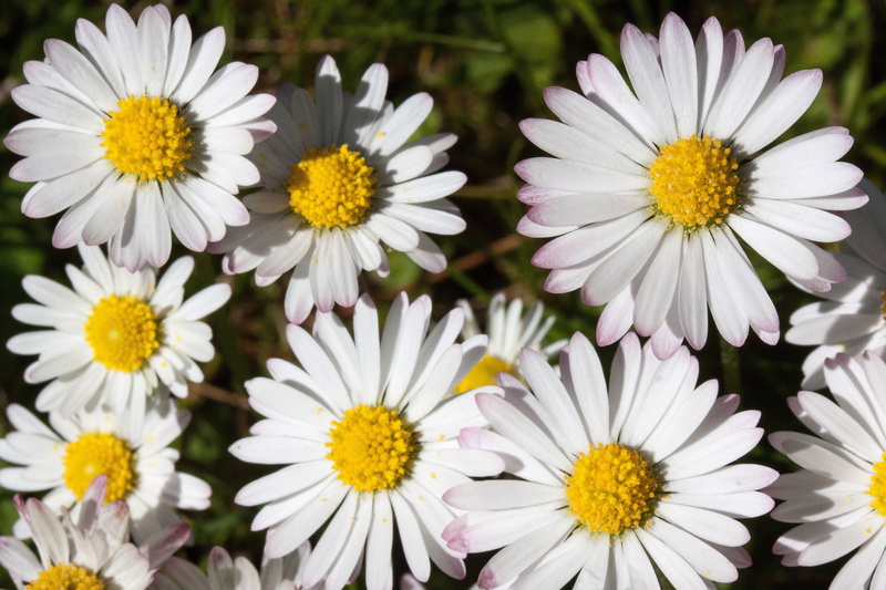 focus on foreground, freshness, petal, asteraceae, plant, vulnerability, white color, outdoors, fragility, flowering plant, herbaceous plant, tausendschön