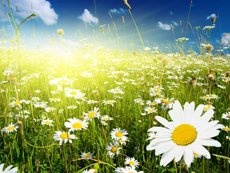 freshness, fragility, springtime, daisy Family, 720P, green Color, plant, scenics, outdoors, sky, spikelets, nature, meadow, chamomile Plant, vulnerability
