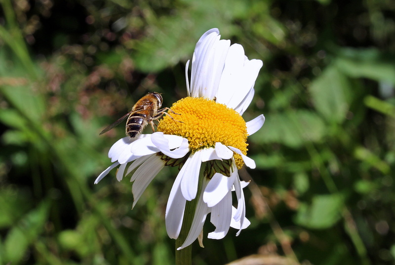 pollination, located approximately herumdrehend, bloom, white color, flowering plant, inflorescence, growth, plant, beauty in nature, flower head, meadows margerite
