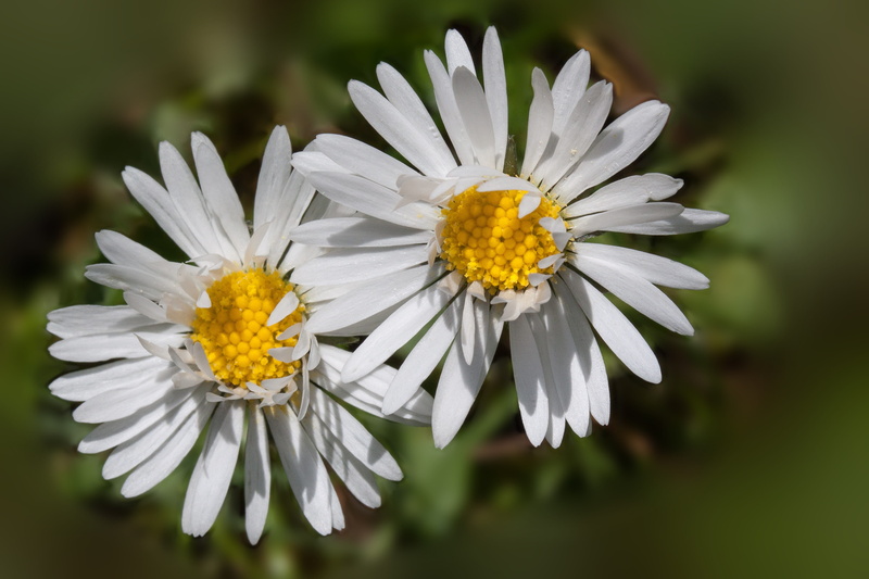 white color, growth, beauty in nature, the asteraceae family, yellow, macro, bellis philosophy, pollen, close-up, flower, petal, no people, green, purity