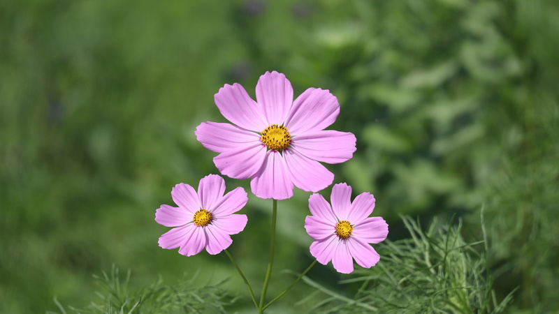 garden cosmos, flower, annual plant, petal, vulnerability, freshness, flowering plant, grass, close-up, outdoors, cosmos flower, flora, pink color, nature