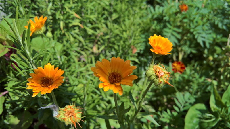 day, annual plant, fragility, green color, yellow, no people, close-up, freshness, vulnerability, spring, flower head, flowerbed, 4K, botany, growth, gazania