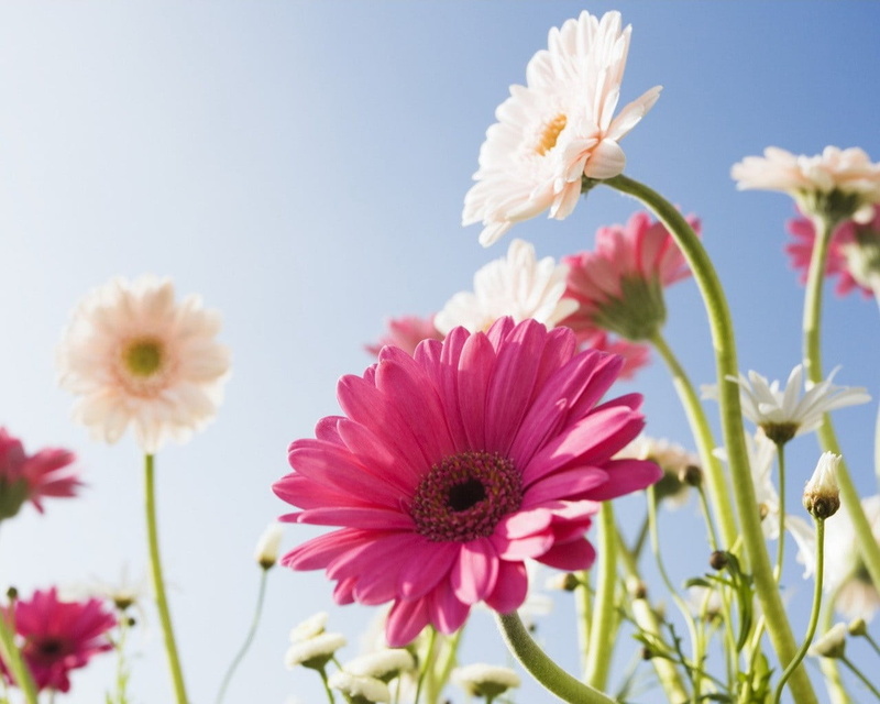 plant, single Flower, field, flower Head, multi Colored, gerbera Daisy, freshness, vulnerability, daisy, vibrant Color, summer, outdoors, 720P, pollen