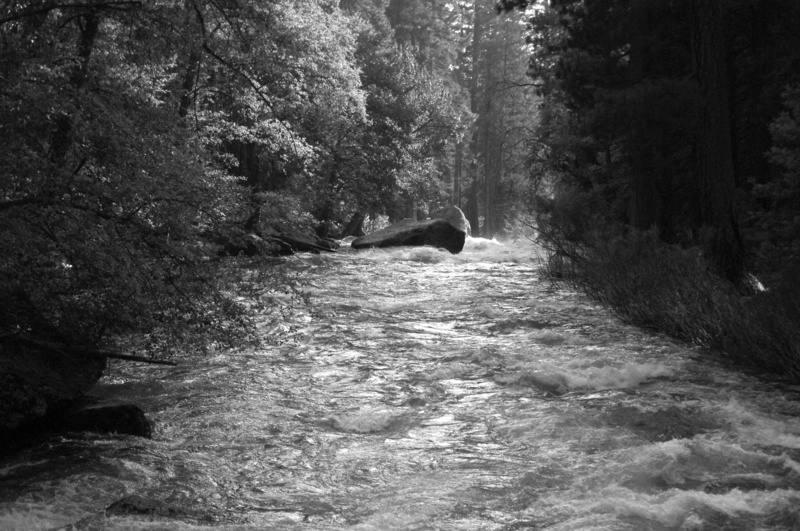 4K, trees, kings canyon national park, land, tree, outdoors, day, kings river, plant, nature, motion, national park, river, water, united states, b and w