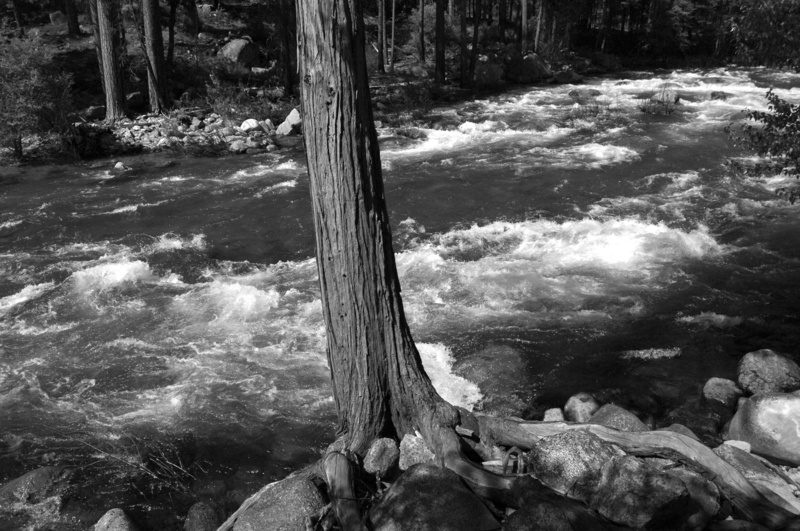 motion, river, scenics - nature, solid, tree, rock, tree trunk, tranquility, kings river, land, water, flowing, nature, rock - object, 4K, day, plant