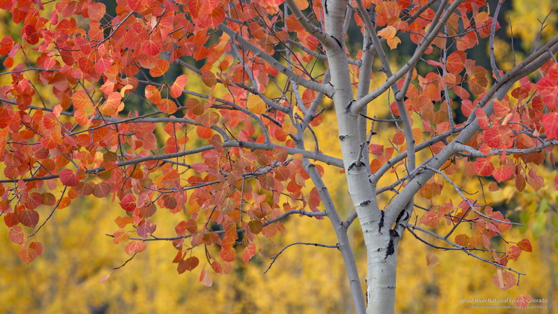 national, forest, white, colorado, river, 2K, Fall