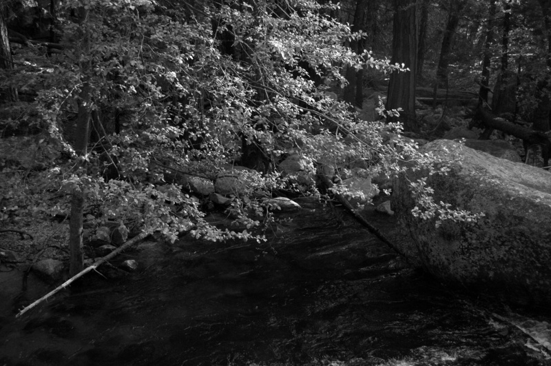 growth, no people, river, black and white, tranquil scene, water, b and w, plant, outdoors, beauty in nature, nature, day, kings river, forest, woodland