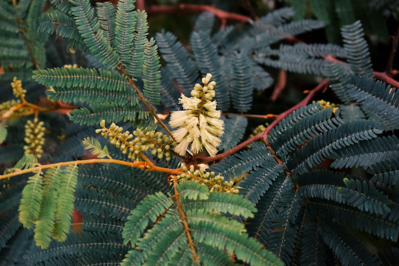 nature, focus on foreground, close-up, outdoors, coniferous tree, leaf, plant, tropical, beauty in nature, tranquility, tree, leaves, landscale, outdoor