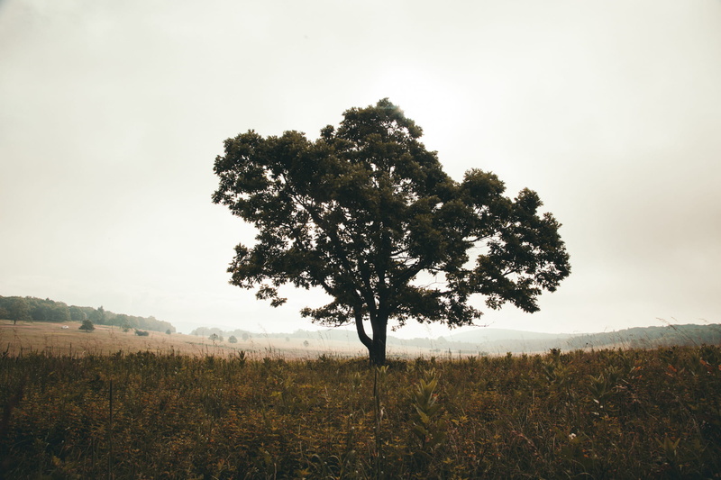 field, idyllic, outdoors, non-urban scene, scenics - nature, tranquil scene, environment, sky, woodswild, landscale, feild, photo, beauty in nature, nature