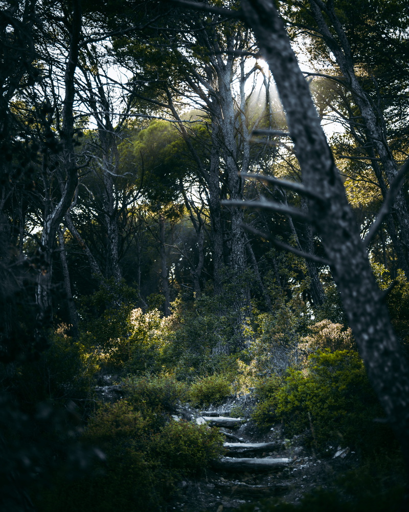 forest light, no people, forest path, tree trunk, non-urban scene, woodland, tranquil scene, footpath, green color, land, forest, tranquility, green, landscape