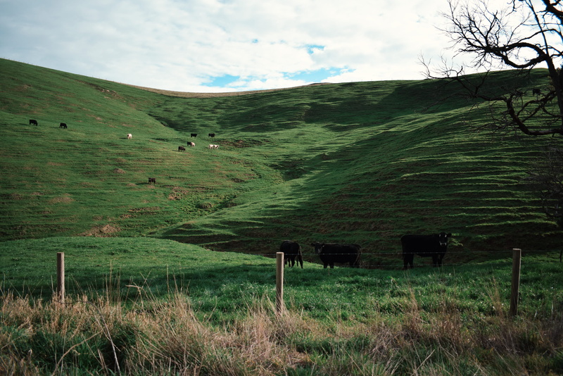 green color, tranquility, environment, nature, plant, country, outdoors, sky, land, shadow, day, country side, cow, no people, outdoor, pasture, grass